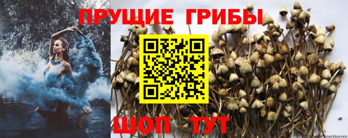 Галлюциногенные грибы Psilocybe Арзамас